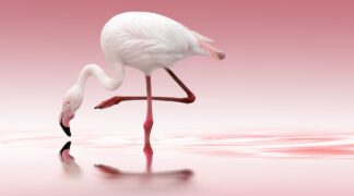 Flamingo - Picment