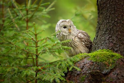 Ural Owl - Picment