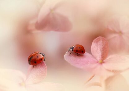 Ladybirds on pink hydrangea. - Picment