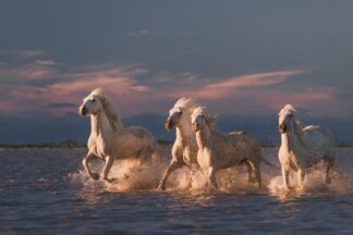 Angels of Camargue - Picment