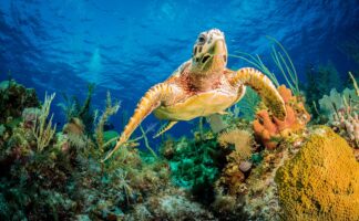 Hawksbill turtle swimming through Caribbean reef - Picment