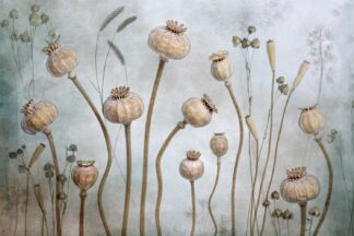 Papaver - Picment