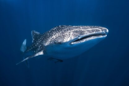 Whale Shark - Picment