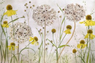 Alliums and heleniums - Picment