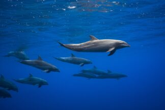 Dolphins - Picment