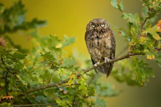 Eurasian Scops Owl - Picment