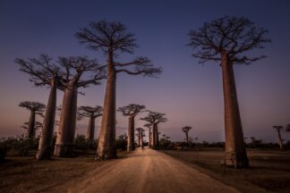 AllAce des Baobabs - Picment