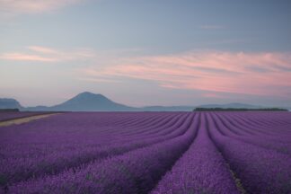 Lavender field - Picment