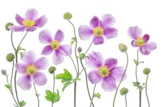 Anemone Japonica - Picment