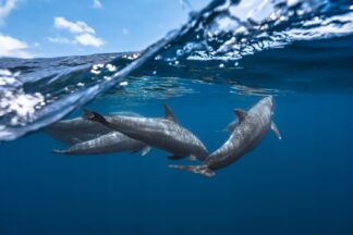 Dolphins - Picment