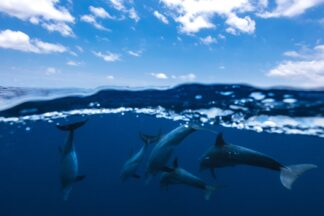 Between air and water with the dolphins - Picment