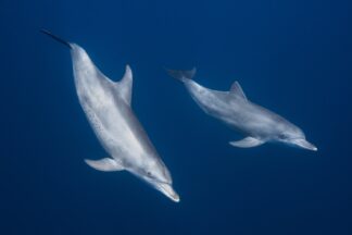 Bottlenose dolphins - Picment