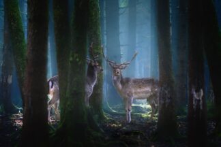 Deers - Picment