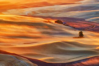 Golden Palouse - Picment