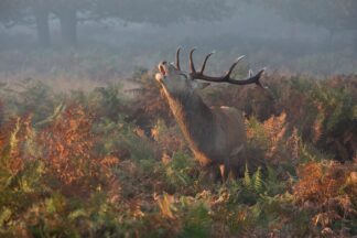 Bellowing Stag Deer - Picment