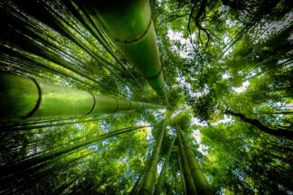 ARASHIYAMA - Picment