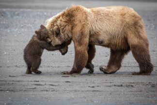 A Little Bear Hug - Picment