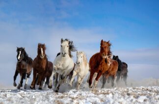 Mongolia Horses - Picment