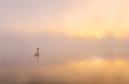 Misty morning - Picment