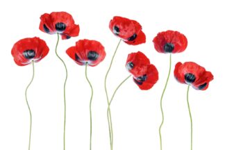 Ladybird Poppies - Picment