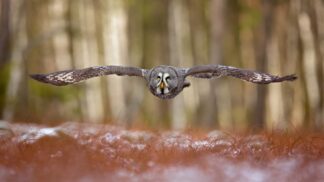 Great grey owl - Picment