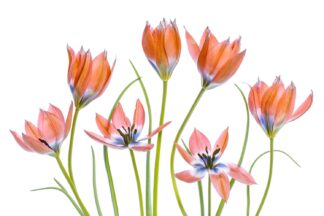 Apricot Tulips - Picment