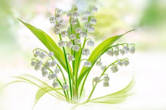 Lily of the valley - Picment