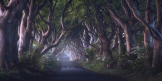 The Dark Hedges - Picment