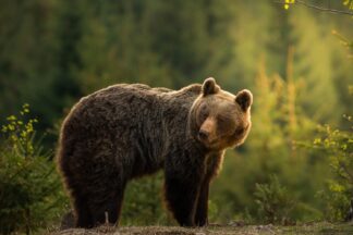 Backlit bear - Picment