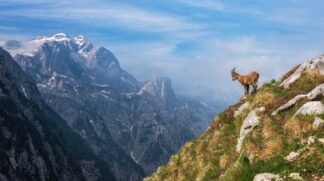 Alpine Ibex in the mountains - Picment