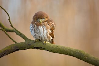 Ferruginous pygmy owl - Picment