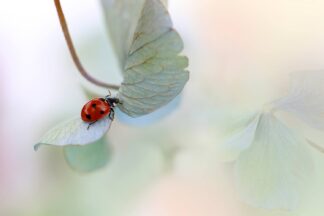 Ladybird on blue-green hydrangea - Picment