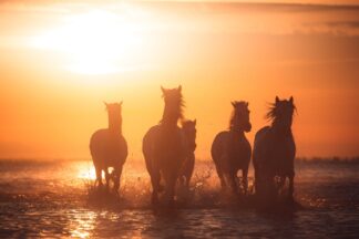 Camargue angels - Picment