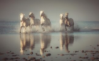 Camargue Horses - Picment