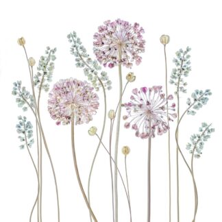 Allium - Picment