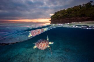 Green turtle with sunset - Picment