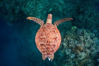 Flying over the reef - Picment