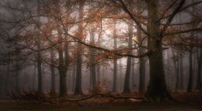 Foggy memory  of the past - Picment