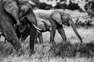 Elephant family - Picment