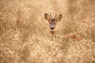 Deer in the field - Picment