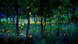 Magic fireflies - Picment