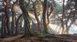 Sacred Pine Trees - Picment