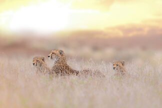 Cheetah Family - Picment