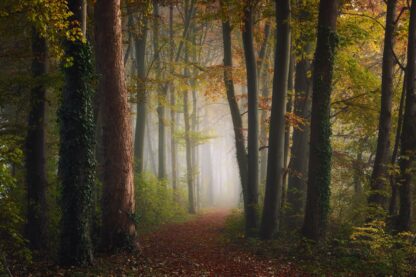 Autumn colorful forest - Picment