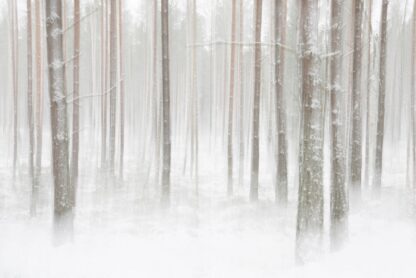 Winterforest in Sweden - Picment