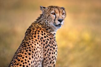 Cheetah portrait - Picment