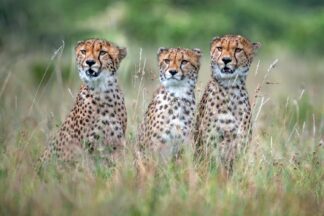 Cheetah cubs - Picment