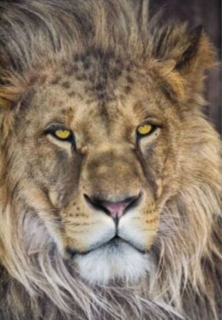 Lion - Komar Lion - Komar