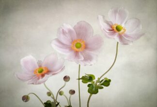 Anemones - Picment