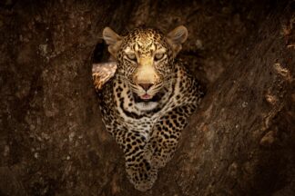 Leopard Resting on a Tree at Masai Mara - Picment